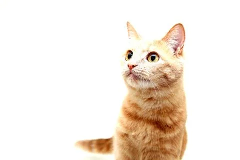 Ginger cat looking to the side. Red cat isolated on a white . Stock Photos