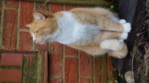 Ginger cat looking smug Stock-Fotos