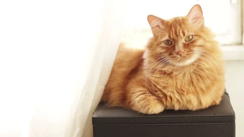 Ginger Cat Looking Straight At Camera Without Blinking Eyes Stock Footage 96237235