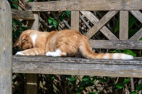 Ginger cat looking through the slats on a wooden bench 库存照片