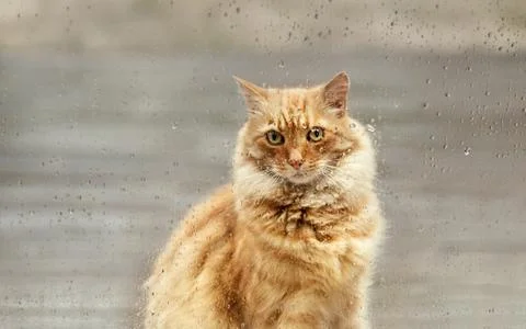 Ginger cat looking through the window during the rain Stock Photos