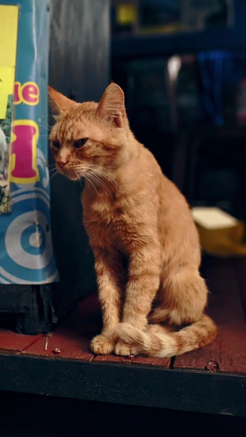 Ginger Cat Looking Up While Sitting On Wooden Surface. Stock Footage 314392788