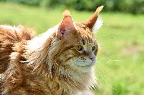 Ginger cat looks into the camera close-up, meikun Stock Photos