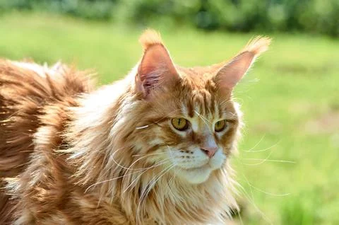 Ginger cat looks into the camera close-up, meikun Stock Photos
