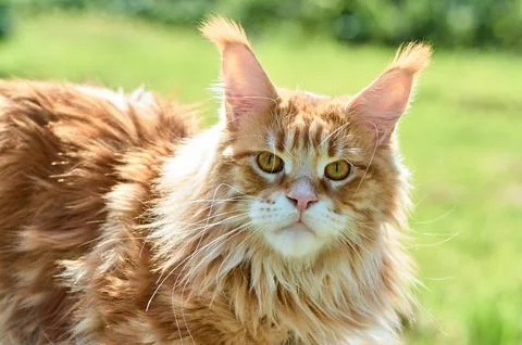 Ginger cat looks into the camera close-up, meikun Stock Photos