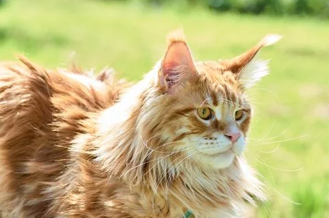 Ginger cat looks into the camera close-up, meikun Stock Photos