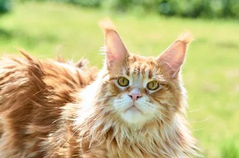Ginger cat looks into the camera close-up, meikun Stock Photos