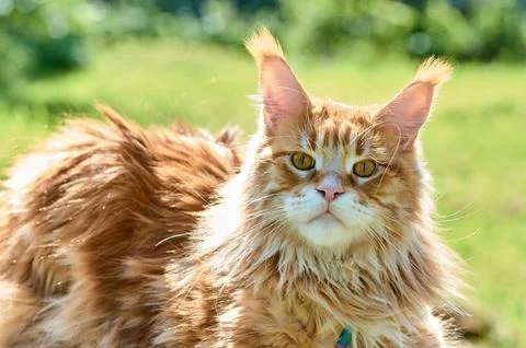 Ginger cat looks into the camera close-up, meikun Stock Photos