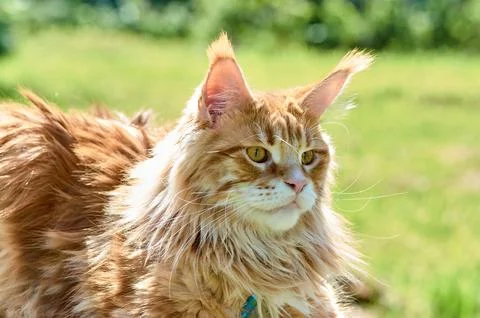 Ginger cat looks into the camera close-up, meikun Stock Photos