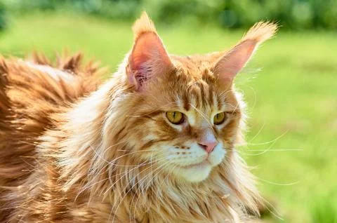 Ginger cat looks into the camera close-up, meikun Stock Photos