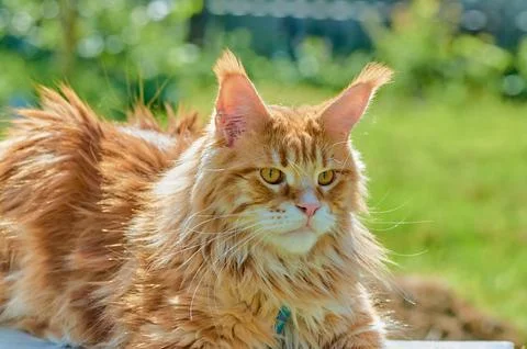 Ginger cat looks into the camera close-up, meikun Stock Photos