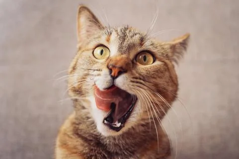 The ginger cat looks at the camera with its mouth wide open and licks its lips. Stock Photos