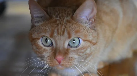 Ginger cat looks into camera lens Stock Footage 62079032