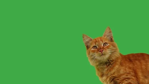 Ginger cat looks in different directions on a green screen. Stock Footage 321971077