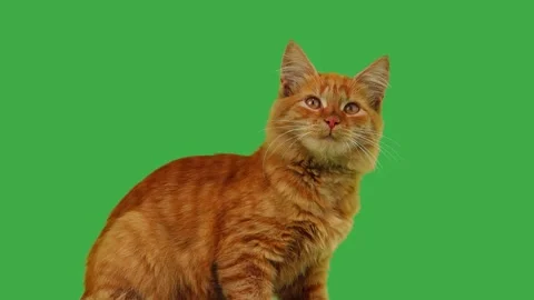 Ginger cat looks in different directions on a green screen. Stock Footage 321971761