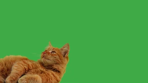 Ginger cat looks in different directions on a green screen. Stock Footage 321971915