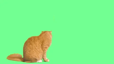 Ginger cat looks down on green screen Stock Footage 77126108