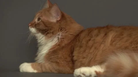 Ginger cat looks Stock Footage 164203969