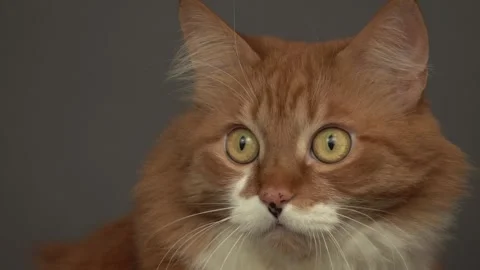 Ginger cat looks on a gray background, close up Stock Footage 164203752