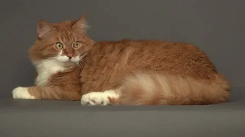 Ginger cat looks on a gray background Vidéo 164203900