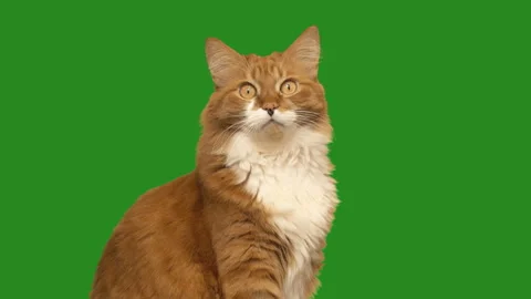 Ginger cat looks on green screen Stock Footage 164034677
