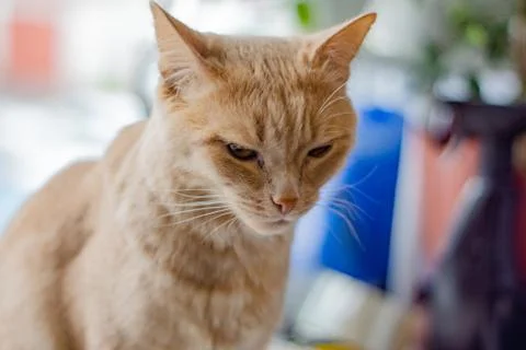 Ginger cat looks grumpy, close-up. Stock Photos