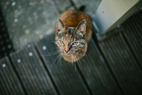 Ginger cat looks up Foto stock