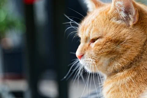 Ginger Cat Lost in Thought Stock Photos