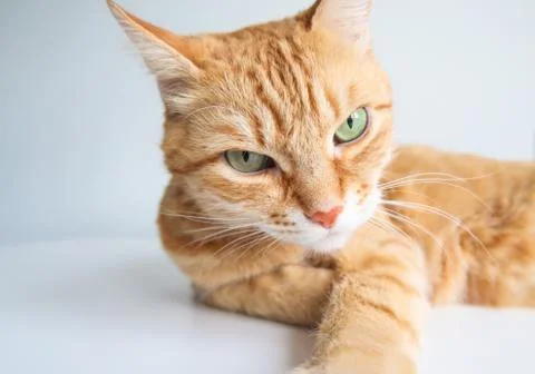 Ginger cat lying and looking seriously. Cute cat with green eyes Stock Photos