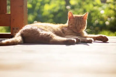 Ginger cat lying and resting outside on terrace Stock Photos