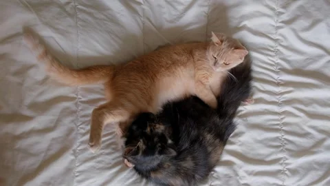 Ginger cat lying and sleeping on top of a dark fluffy cat on white bed Vídeos de archivo 337290573