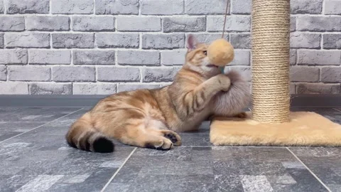 Ginger cat lying on back and playing Stock Footage 163225251