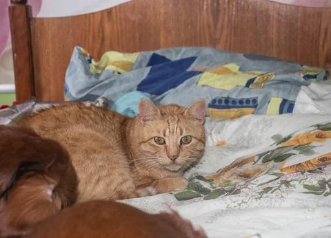 Ginger cat lying on the bed and looking straight into the camera lens Stock Photos