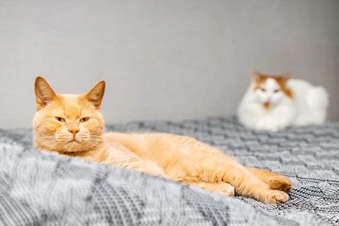 Ginger cat lying on bed, close-up. Stock Photos