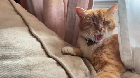 A ginger cat lying on a beige cushioned sofa being stroked on the head Stock Footage 305935740