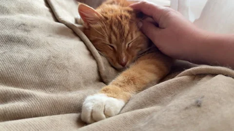 A ginger cat lying on a beige cushioned sofa being stroked on the head 스톡 동영상 305935806