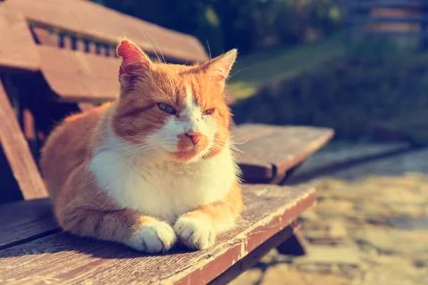 Ginger cat lying on a bench 스톡 사진