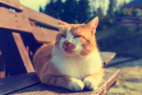 Ginger cat lying on a bench Foto stock