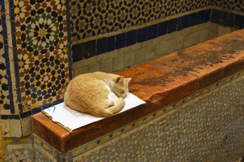 Ginger cat lying on a box Stock Photos