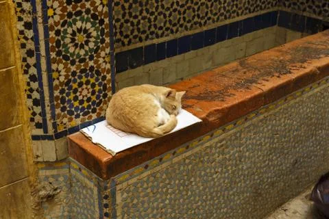 Ginger cat lying on a box Stock Photos