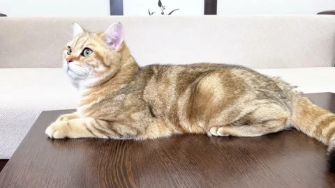 Ginger cat lying on brown table Stock Footage 173375576