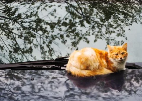 Ginger cat lying on car 스톡 사진