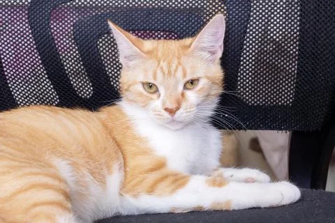 Ginger cat lying on a computer chair Stock Photos