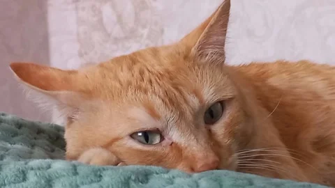 The ginger cat is lying on the couch. A cute and fluffy cat is spying on us. Stock Footage 171898403