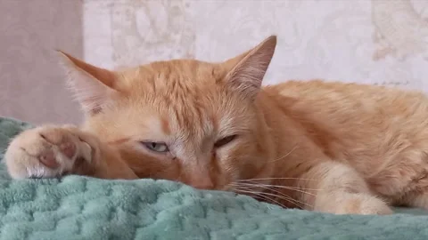 The ginger cat is lying on the couch. A cute and fluffy cat is spying on us. Stock Footage 171898442