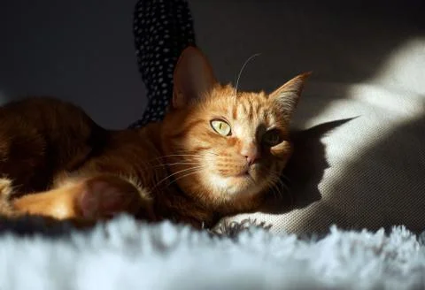 Ginger cat lying on the couch in light and shadow 写真素材