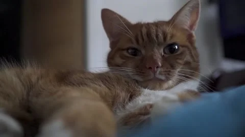 Ginger cat lying down and looking around Stock Footage 170893663