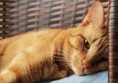 Ginger cat lying down and looking upset, boring day at a cat's life Stock Photos