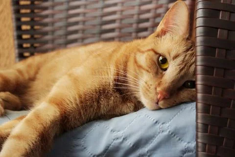 Ginger cat lying down and looking at camera. Stock Photos