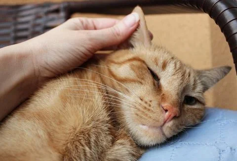 Ginger cat lying down with closed eyes. Stock Photos